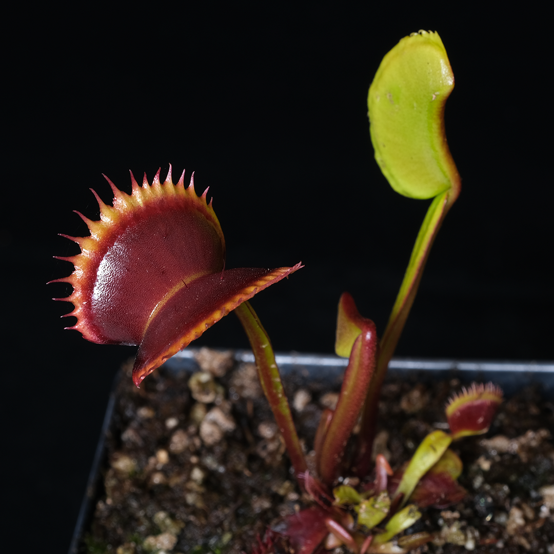 Dionaea muscipula 'Wine Mouth'