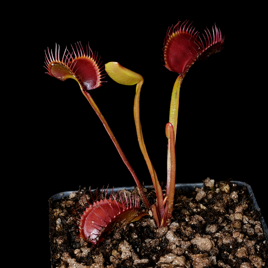 Dionaea muscipula 'Witchy Baby'