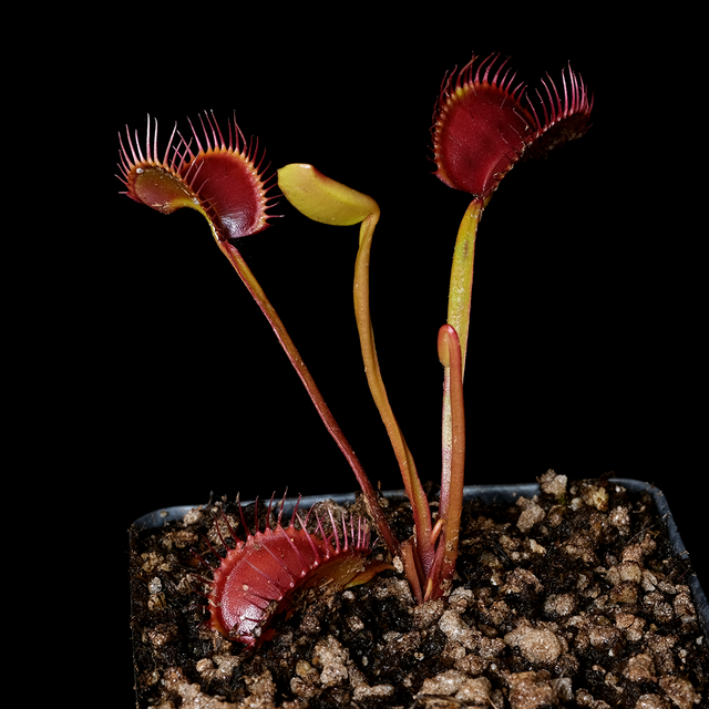 Dionaea muscipula 'Witchy Baby'